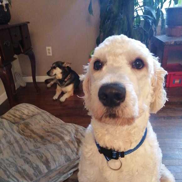 Meet your Posher, Roddy - Picture 1 of 1